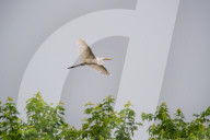 Wildlife In Ohio