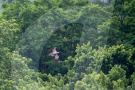 Wildlife In Ohio