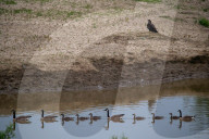 Wildlife In Ohio