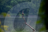 Wildlife In Ohio