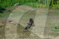 Wildlife In Ohio