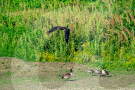 Wildlife In Ohio