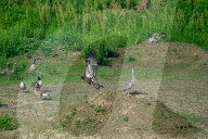Wildlife In Ohio