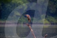 Wildlife In Ohio