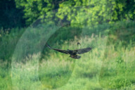 Wildlife In Ohio