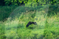 Wildlife In Ohio