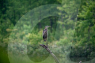 Wildlife In Ohio