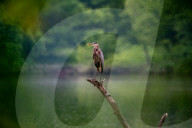 Wildlife In Ohio
