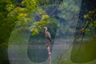 Wildlife In Ohio