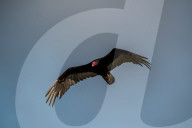 Wildlife In Ohio
