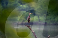 Wildlife In Ohio