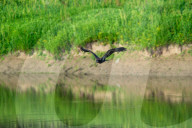 Wildlife In Ohio