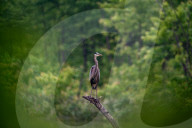 Wildlife In Ohio