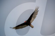 Wildlife In Ohio