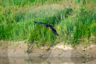 Wildlife In Ohio