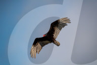 Wildlife In Ohio