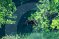 Wildlife In Ohio