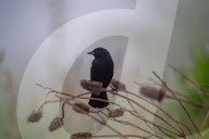Wildlife In Ohio
