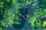 Wildlife In Ohio