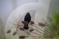 Wildlife In Ohio