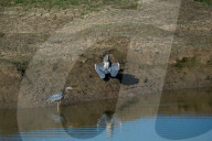 Wildlife In Ohio
