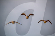 Wildlife In Ohio