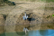 Wildlife In Ohio