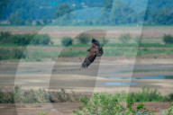 Wildlife In Ohio