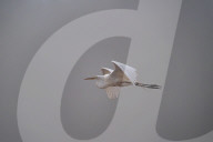 Wildlife In Ohio