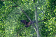 Wildlife In Ohio