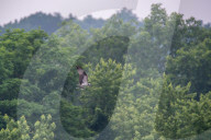Wildlife In Ohio