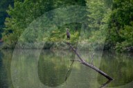 Wildlife In Ohio
