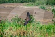Wildlife In Ohio