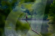 Wildlife In Ohio