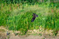 Wildlife In Ohio