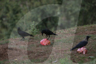 Birds In Nepal.