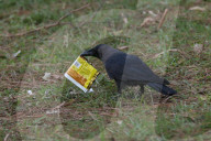 Birds In Nepal.