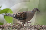 Birds In Nepal.