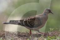 Birds In Nepal.