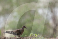 Birds In Nepal.