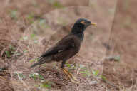 Birds In Nepal.
