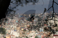 Birds Become Fond Of Packaged Items Using Plastics