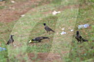 Birds Become Fond Of Packaged Items Using Plastics