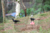 Birds Become Fond Of Packaged Items Using Plastics