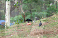 Birds Become Fond Of Packaged Items Using Plastics