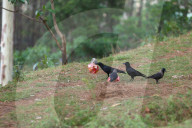 Birds Become Fond Of Packaged Items Using Plastics