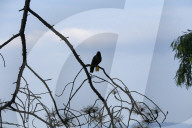 Birds Become Fond Of Packaged Items Using Plastics