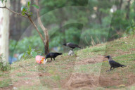 Birds Become Fond Of Packaged Items Using Plastics