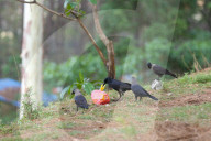 Birds Become Fond Of Packaged Items Using Plastics