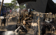Livestock Market On The Eve Of Eid Al Adha In India